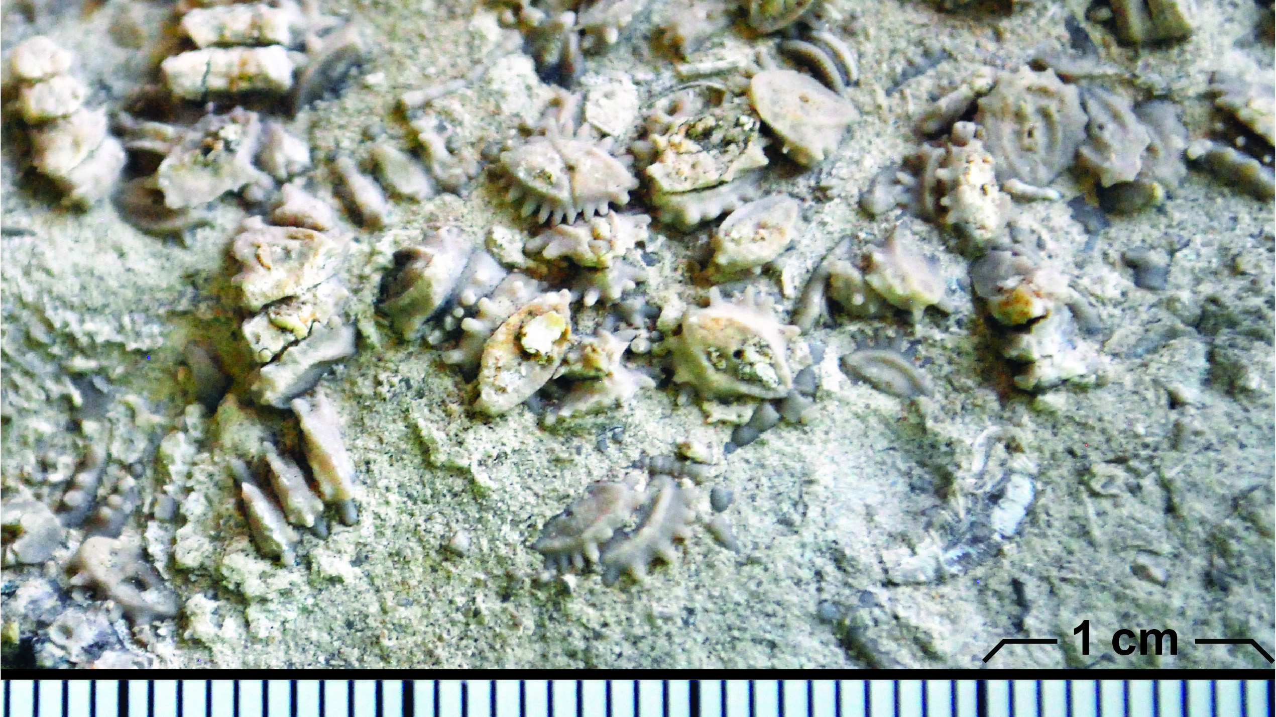 Platycrinites